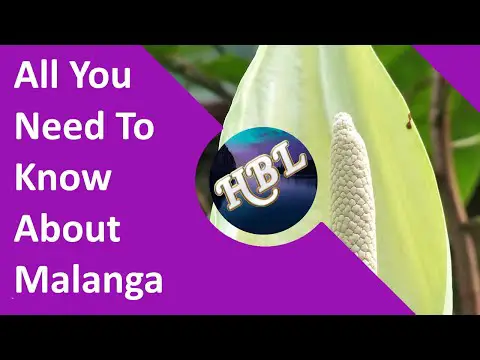 All You Need To Know About Malanga