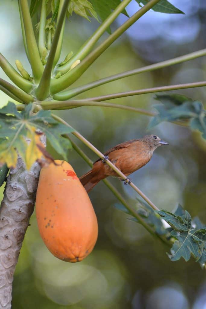 Papaya still attached on a tree