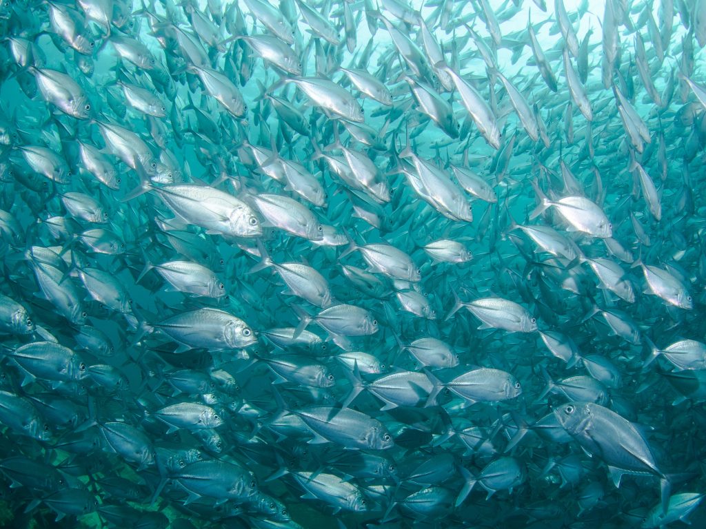 A school of jack fish