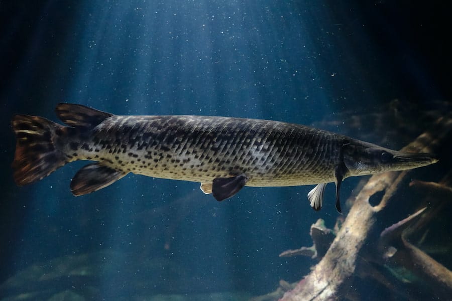 A pike swimming under a spotlight