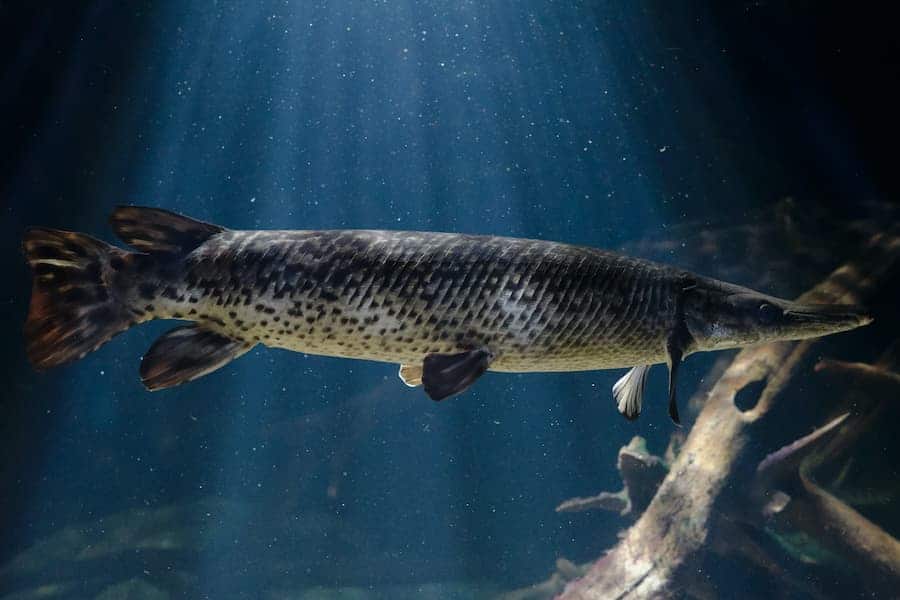 Gar fish swimming with other fish