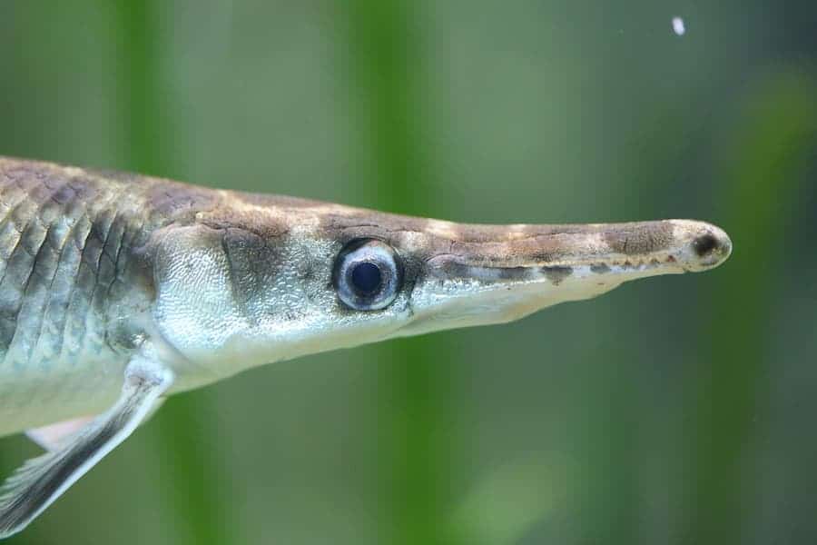 Close-up shot of gar fish