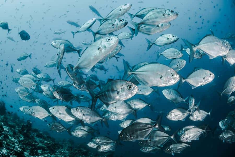 Bunch of moon fish swimming